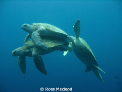 I'd been diving at Sipadan with hundreds of turtles for o... by Ross Macleod 